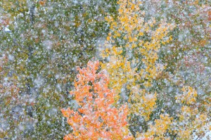 fall colors snow aspen snowmass