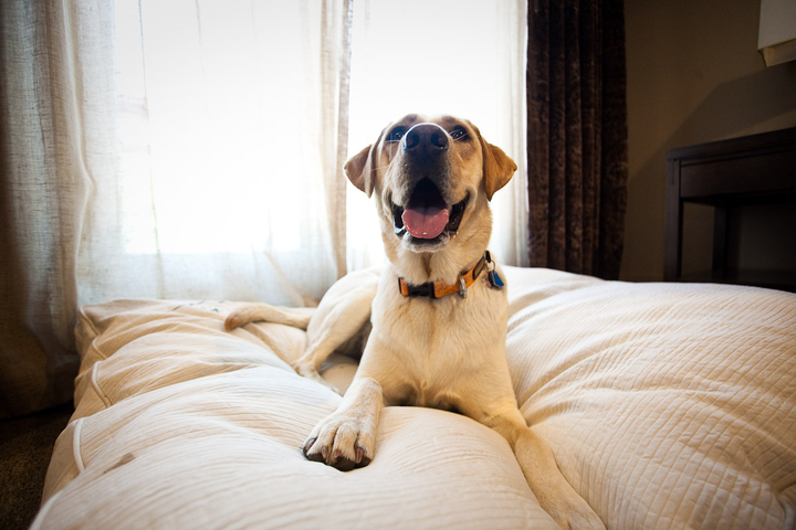 Dog laying on bed in a pet friendly room at The Little Nell in Aspen, Colorado